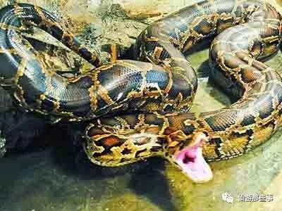 国产蟒蛇解说视频大全,探寻蟒蛇世界的奥秘与魅力