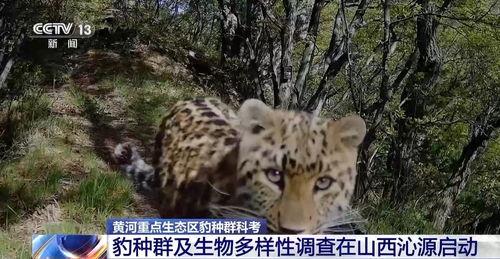 国产影豹蹭饭视频大全,国产影豹蹭饭视频大全集锦