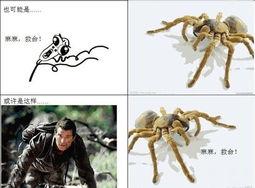 国产贝爷蜘蛛视频,国产贝爷野外生存大冒险